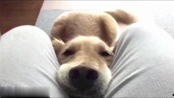 搞笑狗狗齿蹦芽,齿蹦芽萌态百出，笑料连连